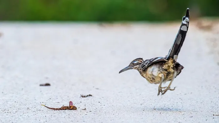 Gà lôi đuôi dài còn sở hữu chiếc mỏ dài, cứng và vô cùng sắc nhọn, có thể dễ dàng “làm thịt" rắn đuôi chuông - loài bò sát nổi tiếng với nọc độc cực mạnh, có thể giết chết các con mồi ngay tức khắc chỉ bằng một nhát cắn.