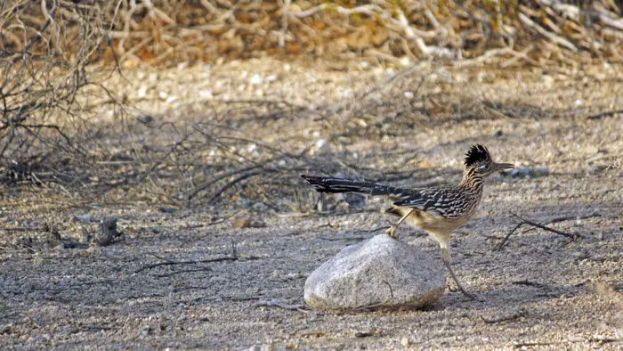 Thậm chí, chúng có thể không cần uống nước suốt cuộc đời.