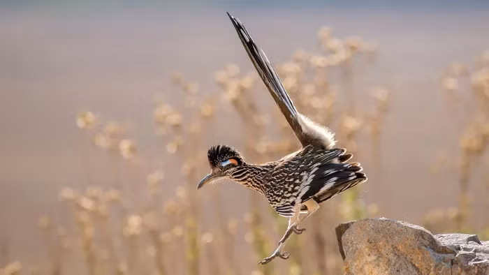 Gà lôi đuôi dài là động vật thường gặp ở tây nam Mỹ và México.