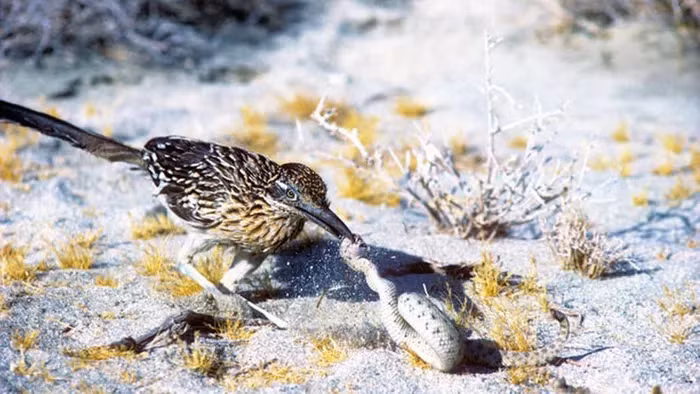 Gà lôi đuôi dài có tốc độ chạy khá ấn tượng, có thể nhanh tới 42km/h.