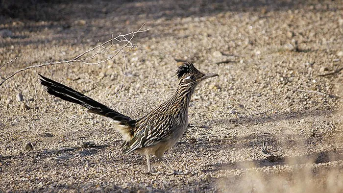 Lý do là vì gà lôi đuôi dài đã hấp thụ đủ hơi ẩm trong thức ăn hàng ngày, từ côn trùng, thằn lằn, bọ cạp, cho đến các loài chim nhỏ hơn.