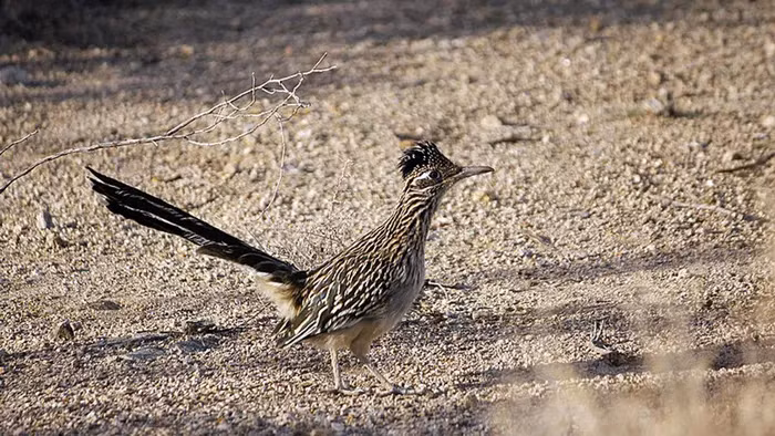 Lý do là vì gà lôi đuôi dài đã hấp thụ đủ hơi ẩm trong thức ăn hàng ngày, từ côn trùng, thằn lằn, bọ cạp, cho đến các loài chim nhỏ hơn.