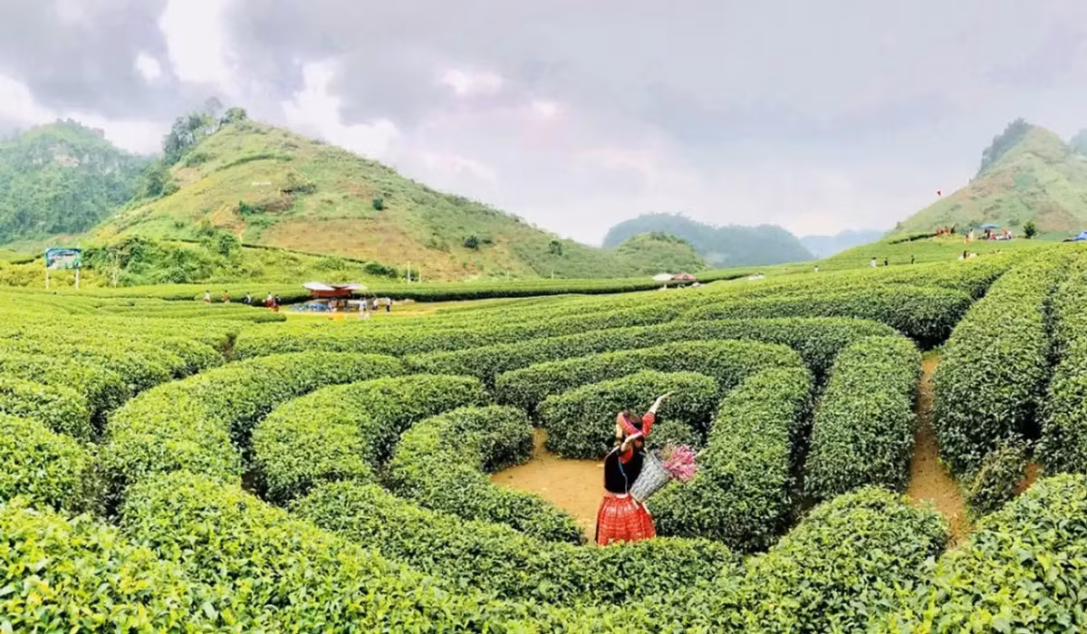 7. Mộc Châu, Sơn La nhận giải kép "Điểm đến thiên nhiên hàng đầu châu Á và Việt Nam" và là lần thứ hai liên tiếp được WTA vinh danh ở hai hạng mục này. Mộc Châu được thiên nhiên ưu ái cảnh đẹp, khí hậu mát mẻ quanh năm.