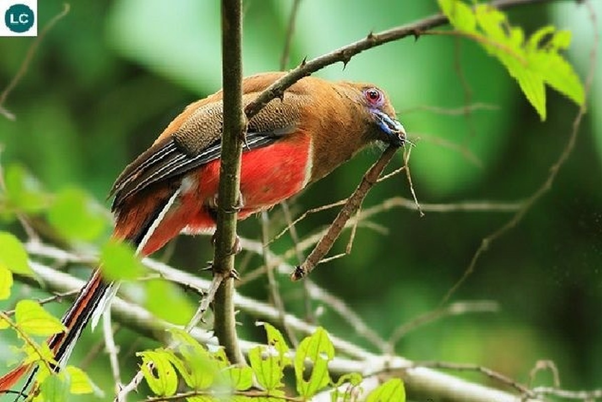 5. Nuốc Bụng Đỏ: Phân bố rộng khắp các vùng rừng trong cả nước, độ cao từ 50-2.600 m.