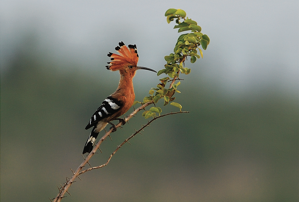 7. Đầu Rìu: Loài chim nhỏ với màu sắc sặc sỡ, đặc biệt ở phần cổ, đầu và mào.