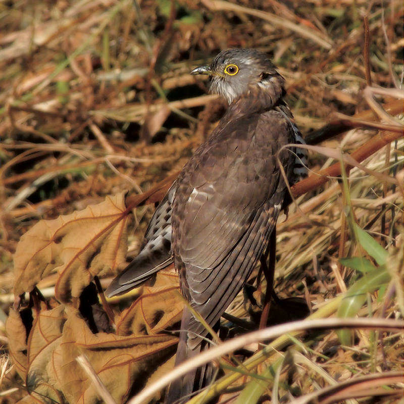 3. Bắt Cô Trói Cột: Loài chim sống rộng khắp cả nước, được đặt tên theo tiếng kêu của chúng. Loài này cũng có thói quen ký sinh trứng vào tổ của các loài khác như chèo bẻo.