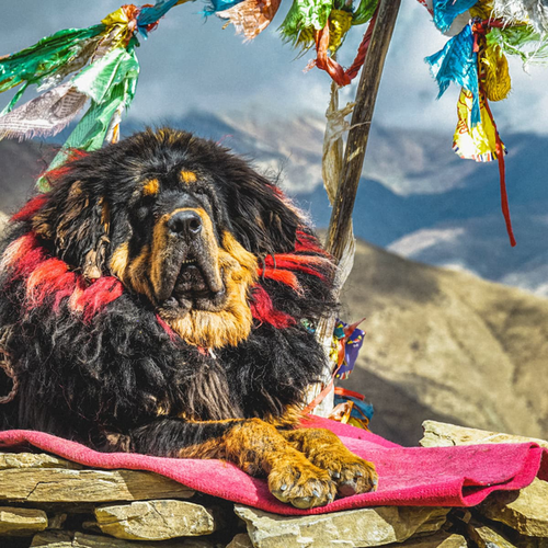 Chó Ngao Tây Tạng đỏ là một trong những giống chó đắt và hiếm nhất trên thế giới.