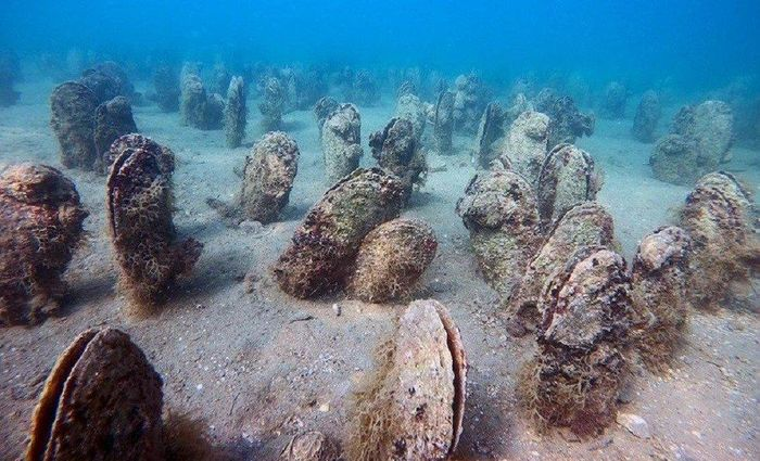  Loài trai Pinna nobilis đã gây ấn tượng với cộng đồng khoa học và người yêu thiên nhiên khi bất ngờ tái xuất ở vùng biển ngoài khơi Croatia.