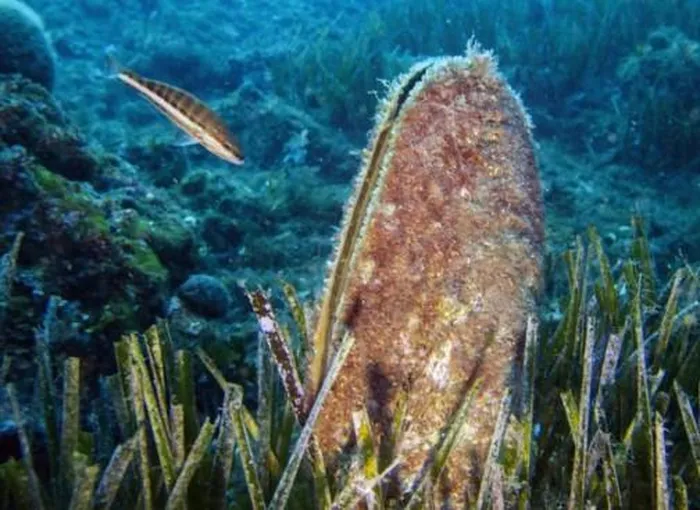 Với kích thước lớn lên đến 1,2m, chúng là biểu tượng đặc trưng của biển Địa Trung Hải, với vỏ cánh hình cánh và sợi tơ vàng quý hiếm.