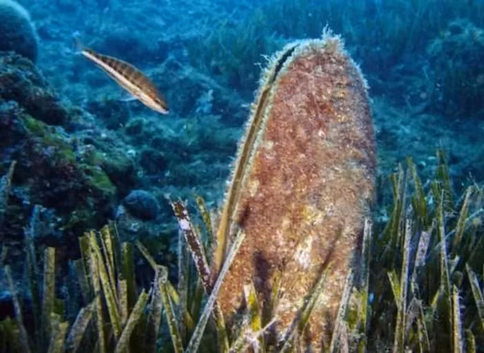 Với kích thước lớn lên đến 1,2m, chúng là biểu tượng đặc trưng của biển Địa Trung Hải, với vỏ cánh hình cánh và sợi tơ vàng quý hiếm.