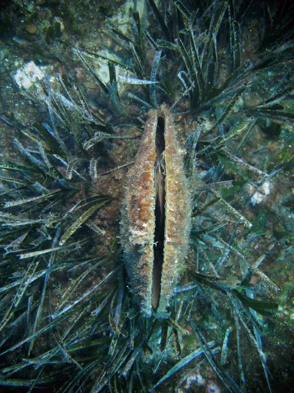 Xác của trai Pinna nobilis khi chết đã co rúm lại và làm cho lớp xà cừ bị xỉn màu trong lớp vỏ màu nâu tại một khu vực bị bỏ rơi bởi vô số những loài cộng sinh nhỏ bé thông thường như cua nhỏ, tôm và san hô nhánh quạt màu cam.