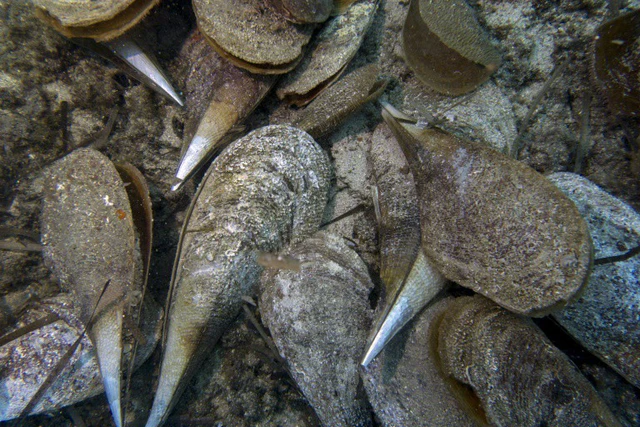 Sự xuất hiện trở lại gần bờ biển phía Bắc bán đảo Istria là điều kỳ diệu, và các nỗ lực bảo tồn đang được tăng cường để đảm bảo loài trai này không chỉ sống sót mà còn phát triển và tự sinh sản.