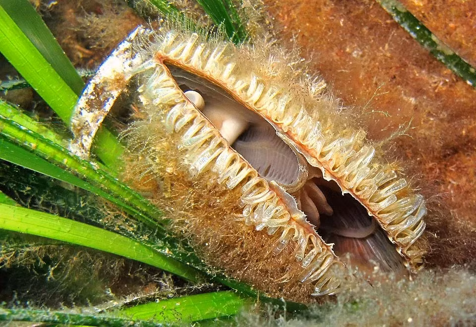 Sự tái xuất hiện của Pinna nobilis mang lại hy vọng cho cộng đồng quốc tế về khả năng khôi phục và bảo tồn các loài động vật quý hiếm trên hành tinh.