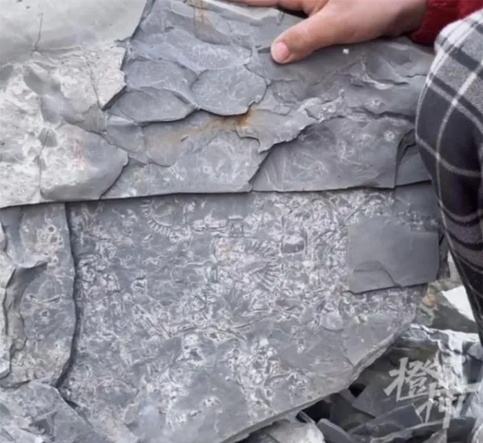 Anh Dương nhờ vào kinh nghiệm leo núi và sự quan sát tốt, nhận ra có thể đây là hóa thạch và quyết định chơi trò đào kho báu. Con trai của anh, chỉ sau một thời gian ngắn, hét lớn khi tìm thấy kho báu này. Sau đó, họ chụp ảnh và đăng tải trên mạng xã hội để nhờ ý kiến của mọi người.