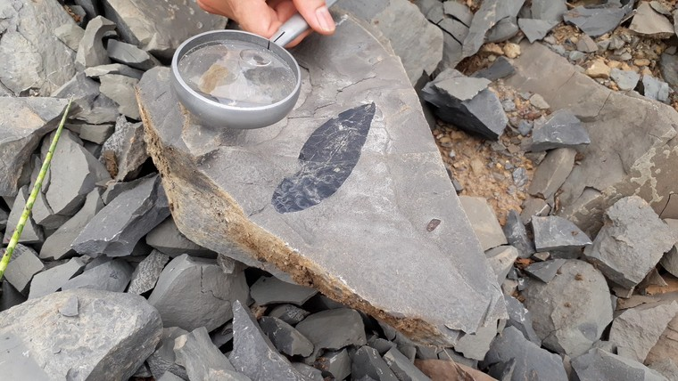 Việc phát hiện những hóa thạch cổ sinh vật học như thế này không chỉ cung cấp thông tin quan trọng về lịch sử của hành tinh mà còn đóng góp vào nhiều lĩnh vực nghiên cứu khác nhau như địa chất học, thực vật học, sinh vật học, động vật học và sinh thái học.