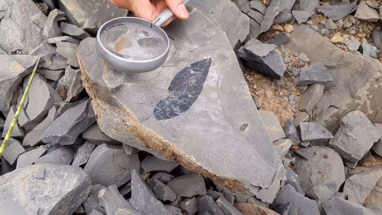 Việc phát hiện những hóa thạch cổ sinh vật học như thế này không chỉ cung cấp thông tin quan trọng về lịch sử của hành tinh mà còn đóng góp vào nhiều lĩnh vực nghiên cứu khác nhau như địa chất học, thực vật học, sinh vật học, động vật học và sinh thái học.