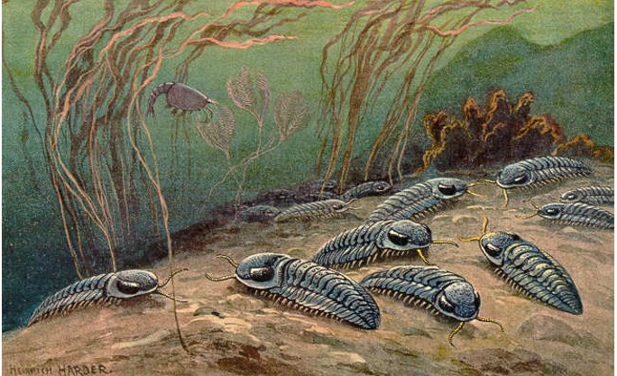 Là một trong những sinh vật đặc trưng quan trọng của Đại Cổ Sinh, hiện diện khắp các đại dương trong hơn 270 triệu năm, cơ thể bọ ba thuỳ có nhiều đốt và khớp linh động, hai rãnh sâu chia cơ thể ra thành 3 thùy: thùy dọc, thùy giữa và 2 thùy bên.