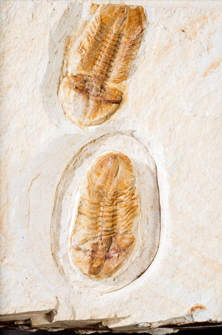 Sự phát hiện này làm anh Dương vô cùng vui mừng và cộng đồng mạng chúc mừng, cho rằng con trai anh có thể phát triển đam mê khảo cổ học từ sự kiện này.