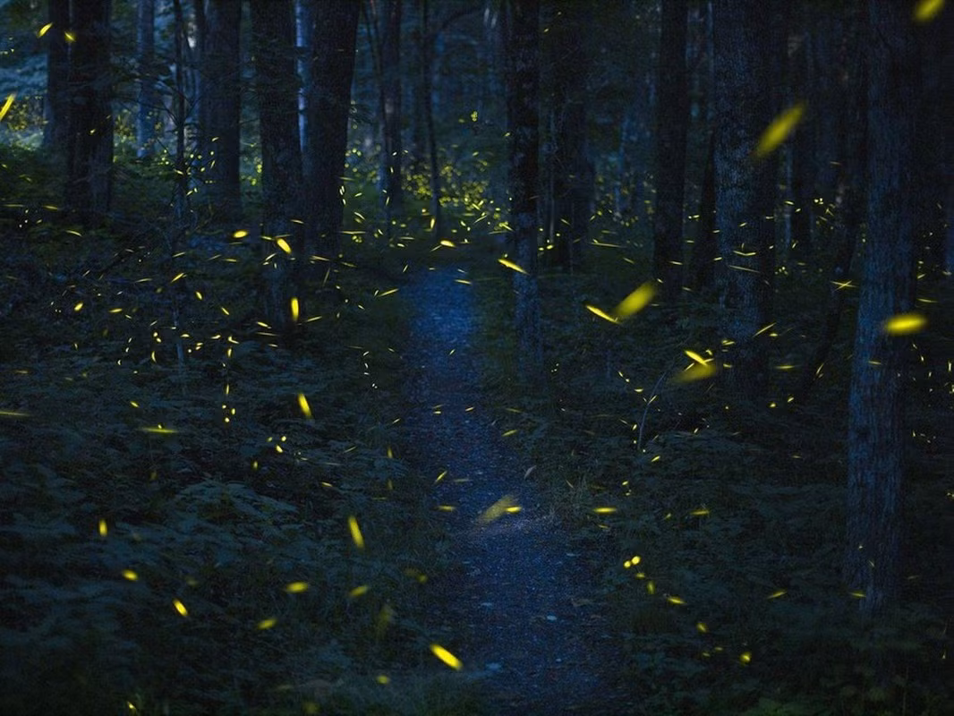 2.Vào tháng 6 hàng năm, tại Công viên Quốc gia Great Smoky Mountains, phía đông Tennessee, một số loài đom đóm tụ họp với nhau tạo nên một màn trình diễn ánh sáng đáng kinh ngạc. Điểm đặc biệt là những con đom đóm này nhấp nháy một cách đồng bộ cùng nhau dù chúng là những cá thể riêng biệt. Một số chuyên gia cho rằng đây là một nghi thức giao phối. Đến nay, điều kỳ bí này vẫn chưa được lý giải.