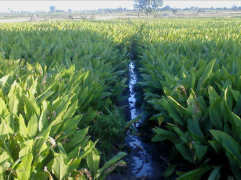 Việt Nam là một trong những quốc gia có diện tích trồng nghệ lớn nhất thế giới, với hơn 50.000 ha đến năm 2021. Cây nghệ mọc ở nhiều địa điểm khác nhau, từ vùng đồng bằng ven biển đến vùng núi cao trên 1.500m, và thậm chí mọc hoang ở các đồng ruộng và nương rẫy.