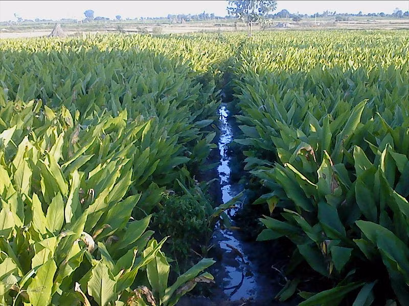 Việt Nam là một trong những quốc gia có diện tích trồng nghệ lớn nhất thế giới, với hơn 50.000 ha đến năm 2021. Cây nghệ mọc ở nhiều địa điểm khác nhau, từ vùng đồng bằng ven biển đến vùng núi cao trên 1.500m, và thậm chí mọc hoang ở các đồng ruộng và nương rẫy.