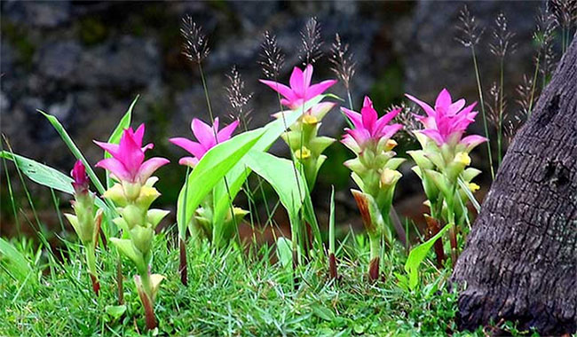 Nghệ là cây thân thảo thuộc họ Gừng, (Zingiberaceae), có củ (thân rễ) dưới mặt đất. Xuất xứ từ Ấn Độ, loài củ hiếm này còn được trồng tại một số quốc gia nhiệt đới như Trung Quốc, Thái Lan, Myanmar và Nigeria.
