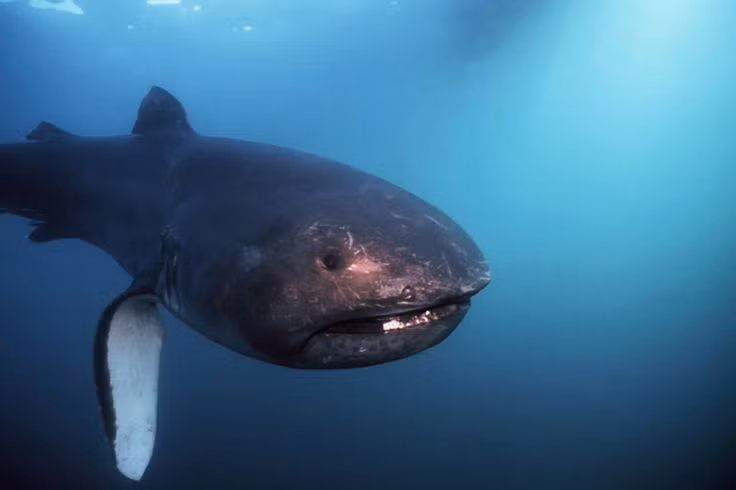 Nguyên nhân chính xác dẫn đến cái chết của chúng vẫn còn là một điều bí ẩn và đang được nghiên cứu.