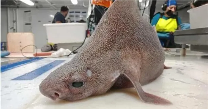 Xác của sinh vật đã được đưa về văn phòng bến cảng để nghiên cứu và xử lý. Những hình ảnh của nó đã gây sốt trên mạng xã hội và thu hút sự chú ý của cộng đồng mạng.