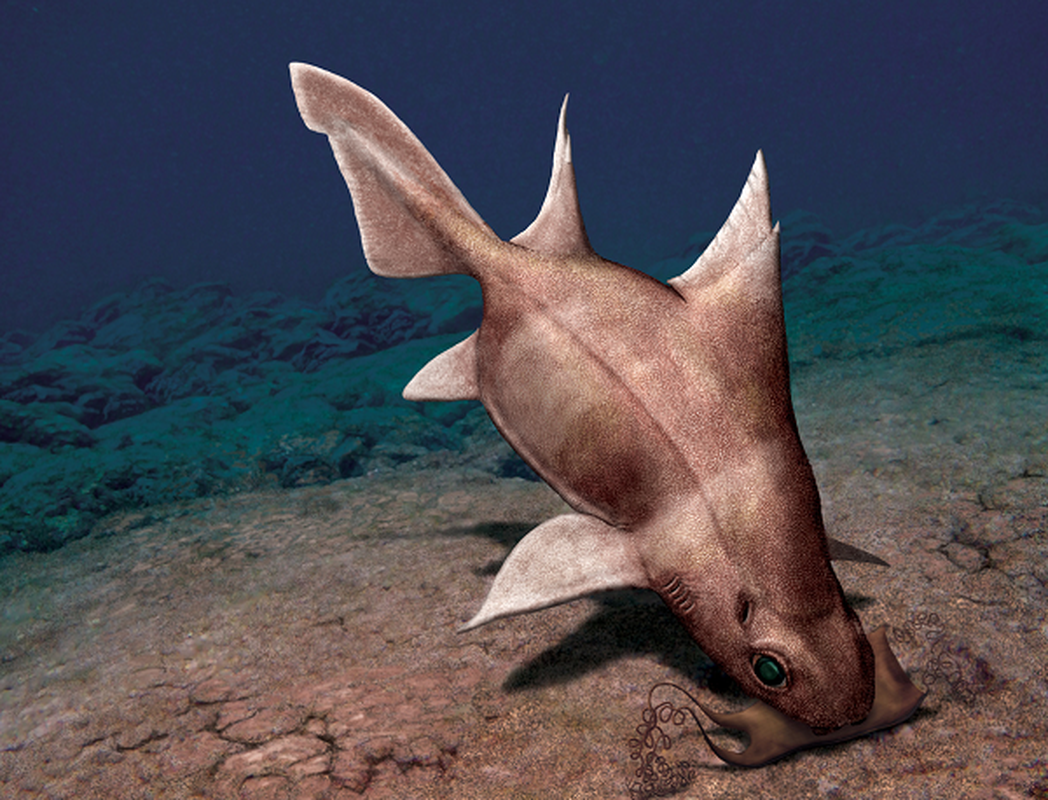 Cá mập Oxynotus centrina khi được đưa lên khỏi mặt nước sẽ phát ra những tiếng rên rỉ không khác gì một chú lợn, khiến những người nghi ngờ cái tên của nó đều bị thuyết phục.