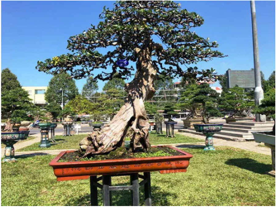 Co gia gan chuc ty, cay bach chi, duoi co doc dao the nao?-Hinh-3