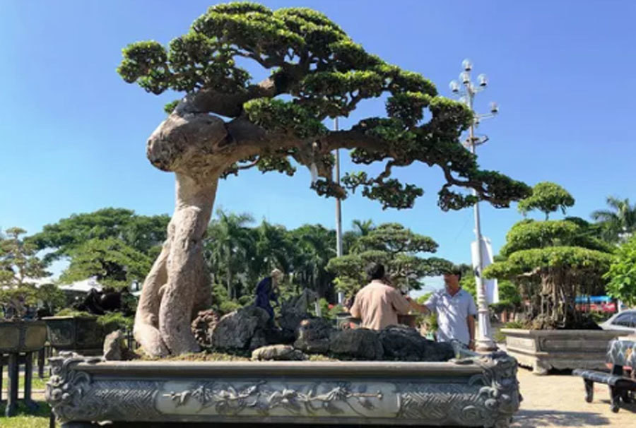 Co gia gan chuc ty, cay bach chi, duoi co doc dao the nao?