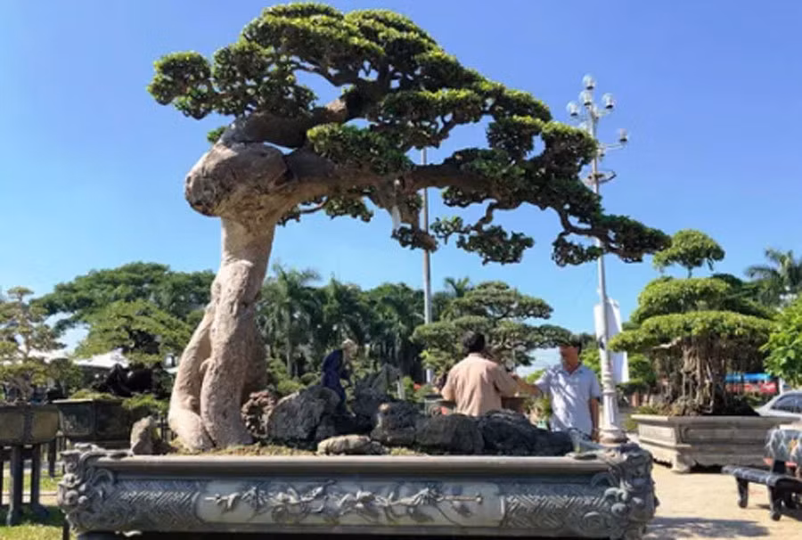 Co gia gan chuc ty, cay bach chi, duoi co doc dao the nao?