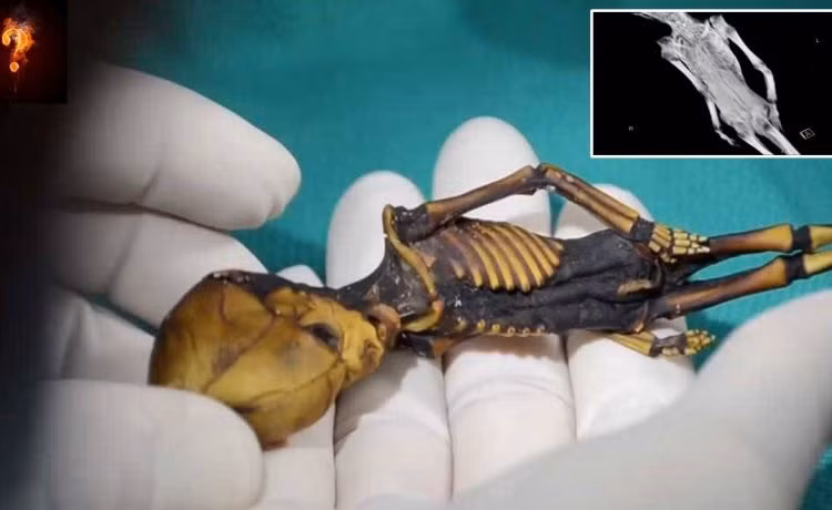 Phần đầu của Ata trên gây chú ý khi có hình nón khá đặc biệt. Trong số những nhà khoa học nghiên cứu về bộ xương kỳ lạ trên có các nhà khoa học đến từ Đại học Standord.