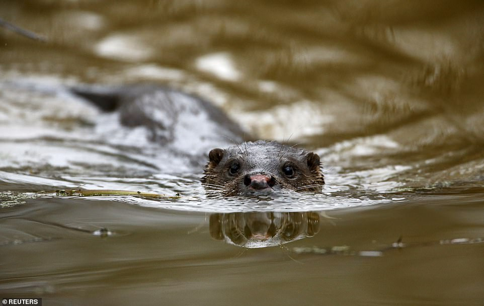 Việc đời sống thực vật ở Chernobyl vẫn phát triển tốt sau thảm họa hạt nhân khiến nhiều người tò mò vì sao lại như vậy. Liên quan đến vấn đề này, các chuyên gia đã vào cuộc tìm hiểu.