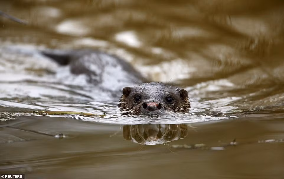 Việc đời sống thực vật ở Chernobyl vẫn phát triển tốt sau thảm họa hạt nhân khiến nhiều người tò mò vì sao lại như vậy. Liên quan đến vấn đề này, các chuyên gia đã vào cuộc tìm hiểu.