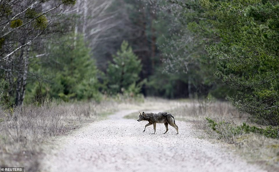 Đặc biệt, đời sống thực vật dễ phơi nhiễm phóng xạ nhất không chết sau khi xảy ra sự cố hạt nhân. Thâm chí, thảm thực vật hồi phục và phát triển tươi tốt ở cả những khu vực nhiễm phóng xạ nghiêm trọng nhất.