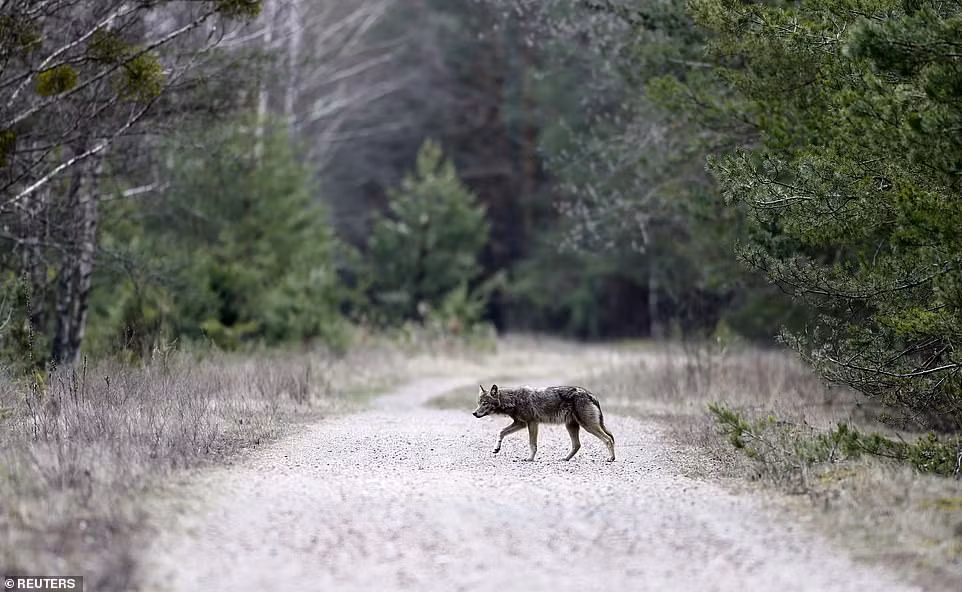 Đặc biệt, đời sống thực vật dễ phơi nhiễm phóng xạ nhất không chết sau khi xảy ra sự cố hạt nhân. Thâm chí, thảm thực vật hồi phục và phát triển tươi tốt ở cả những khu vực nhiễm phóng xạ nghiêm trọng nhất.