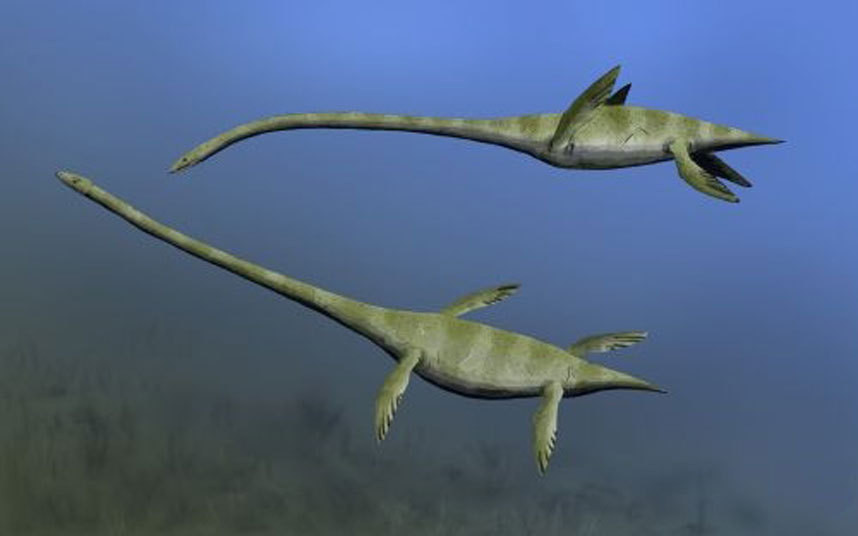 Elasmosaurus là một chi của loài thằn lằn đầu rắn plesiosaur, sống ở vùng Bắc Mỹ vào cuối kỷ Phấn Trắng, khoảng 80,5 triệu năm trước.