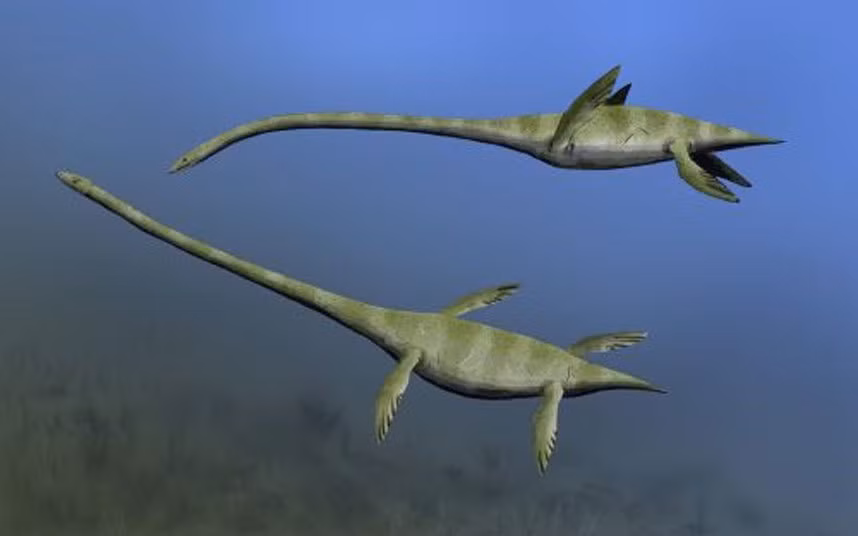 Elasmosaurus là một chi của loài thằn lằn đầu rắn plesiosaur, sống ở vùng Bắc Mỹ vào cuối kỷ Phấn Trắng, khoảng 80,5 triệu năm trước.