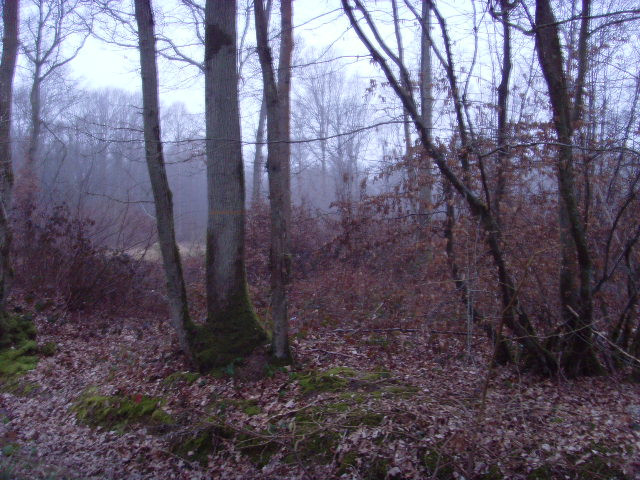 Một số nhân chứng kể rằng, khi tiến sâu vào khu rừng, họ nghe thấy tiếng la hét ghê rợn, đầy ám ảnh.