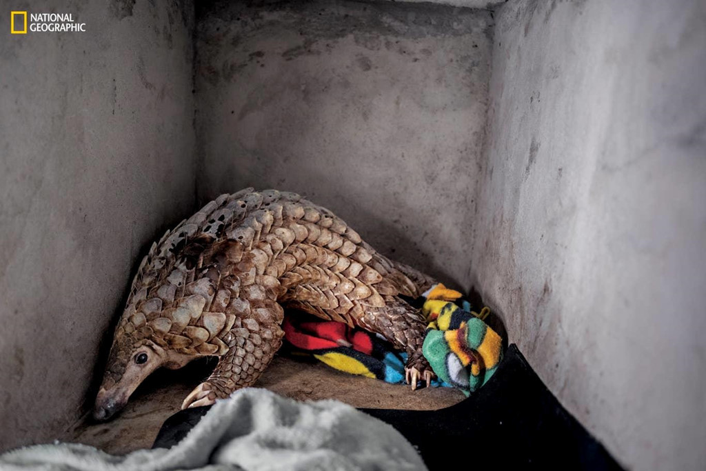 Trung tâm Nghiên cứu và Bảo tồn Động vật hoang dã Việt Nam sẽ chăm sóc con tê tê này đến khi nó đủ mạnh để được thả ra. Tuy nhiên, nhiều con tê tê được giải cứu và trả về tự nhiên lại bị bắt bán sang Trung Quốc để làm thuốc. Các chuyên gia cho rằng cần giáo dục cộng đồng và nâng cao nhận thức về nạn buôn bán động vật hoang dã trái phép, đặc biệt là các loài đang có nguy cơ tuyệt chủng.