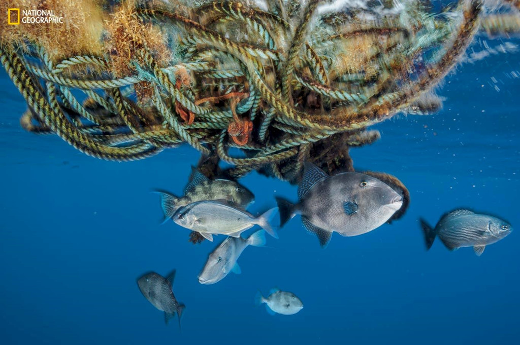Rong mơ sargassum là nơi trú ẩn của loài cá măng, đang bị vướng vào đoạn dây thừng. Đó là hậu quả từ việc vận chuyển pallet, thùng nhựa và nhiên liệu của con người. Rong mơ có thể sinh sôi trên các mảnh vụn trôi dạt này, nhưng nhựa lại gây hại cho nhiều sinh vật khác.
