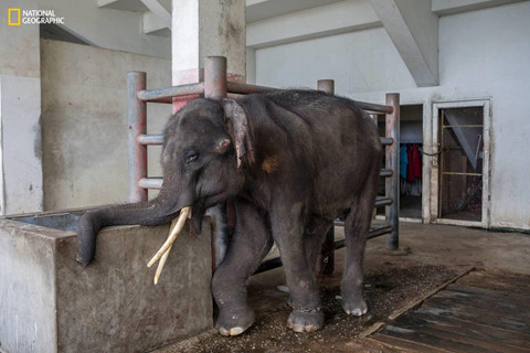 Một con voi bốn tuổi được huấn luyện để mua vui cho khách du lịch ở ngoại ô Bangkok, Thái Lan. Nó bị xích vào cột, chân trước sưng phồng và khập khiễng. Vết loét trên mặt của con voi xuất hiện vì ngủ trên sàn cứng.