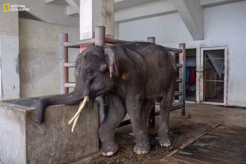 Một con voi bốn tuổi được huấn luyện để mua vui cho khách du lịch ở ngoại ô Bangkok, Thái Lan. Nó bị xích vào cột, chân trước sưng phồng và khập khiễng. Vết loét trên mặt của con voi xuất hiện vì ngủ trên sàn cứng.