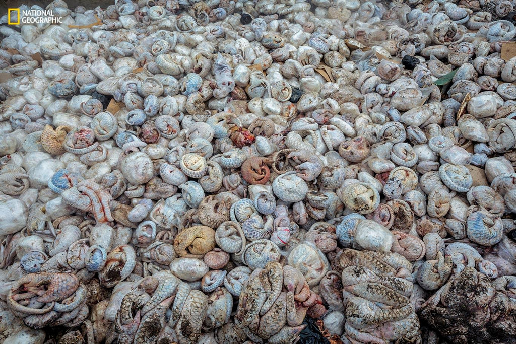 Tê tê được cho là loài vật bị vận chuyển lậu nhiều nhất thế giới. Ở châu Á, nhu cầu về loài vật này rất lớn vì nó dùng làm thuốc và được coi là món ăn ngon. Tháng 4/2015, hơn 4.000 xác tê tê đông lạnh và gần 100 con tê tê sống đã được phát hiện ở Indonesia trong một container vận chuyển cá.