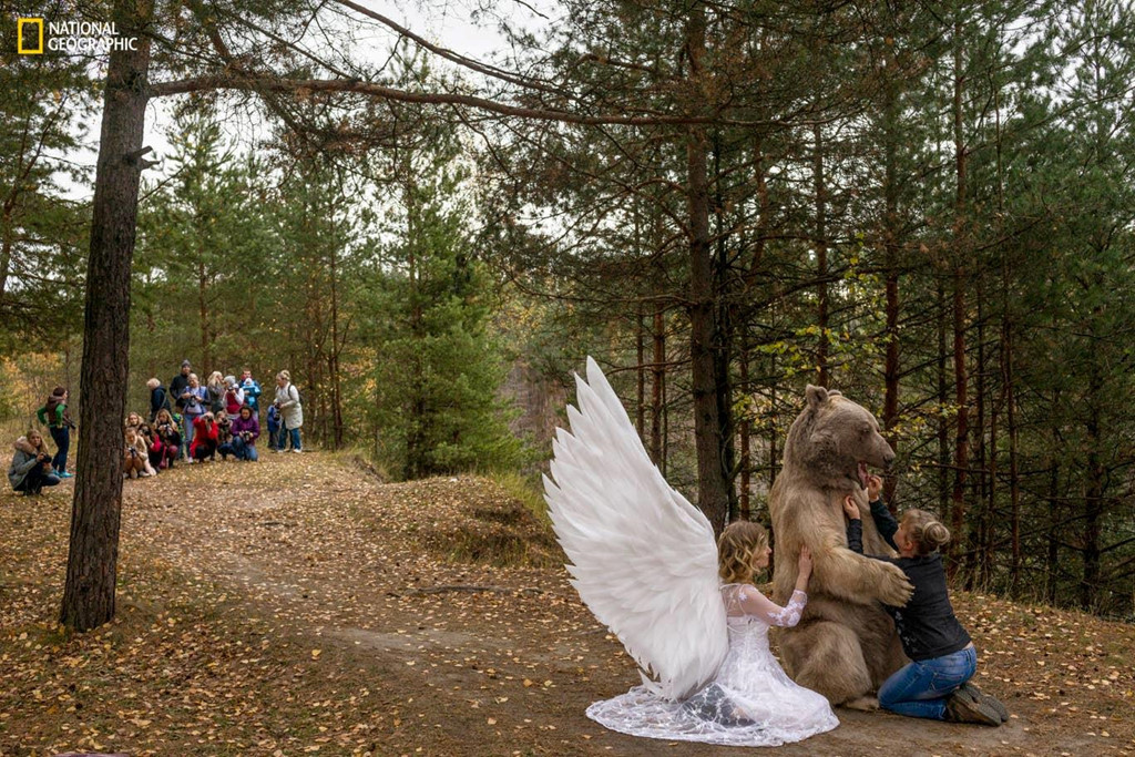 Trong một khu rừng ngoại ô Moscow, Nga, một con gấu nâu 26 tuổi đang ngồi giữa người mẫu mặc áo cánh thiên thần và chủ nhân của nó. Gấu Stepan trở thành "ngôi sao" nhờ những bức hình trên Instagram. Các nhiếp ảnh gia ở Moscow phải trả 760 USD cho một lần chụp ảnh cùng con gấu.