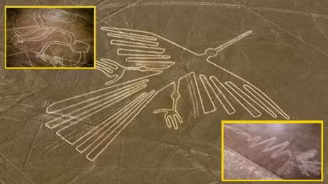 Thậm chí, chim bồ nông cũng được liệt kê có thể được người Nazca khắc họa thành hình vẽ khổng lồ sau khi so sánh hình dáng của chúng với những loài chim có thật.