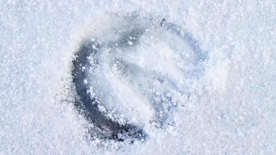 Họ nhận thấy những dấu chân bí ẩn trên không thuộc về những động vật mà họ từng nhìn thấy như thỏ, ngựa, cáo...