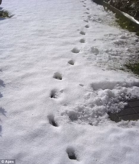 Không chỉ xuất hiện trên nền tuyết trắng dưới mặt đất, những dấu chân bí ẩn còn có ở trên những bức tường rất cao, dọc theo hàng rào, leo qua những mái nhà, chuồng gia súc...