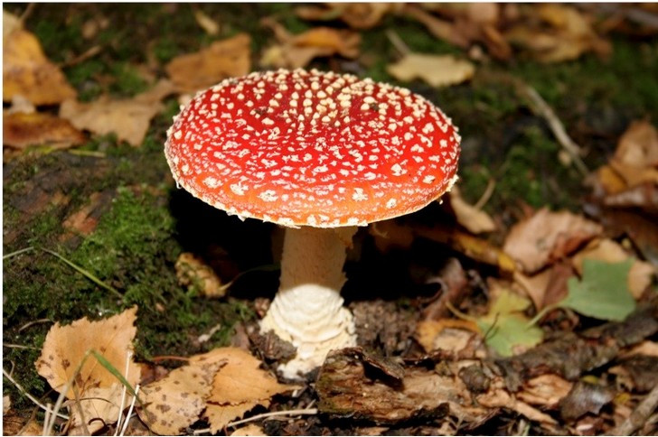 Cũng có quan điểm cho rằng những chiến binh này trước khi ra trận đã dùng rượu, nấm độc gây ảo giác khiến khả năng chiến đấu của họ tăng lên dữ dội.